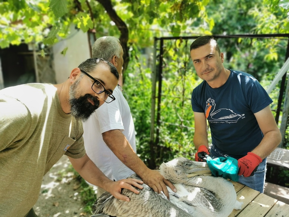 За първи път поставиха сателитен предавател на къдроглав пеликан от гнездова колония в България