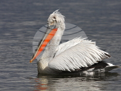 Снимка: Българско дружество за защита на птиците