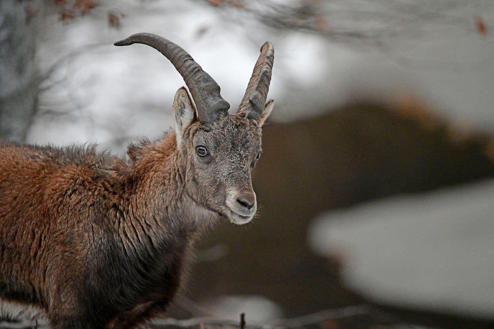 Южноцентрално държавно предприятие – Смолян: Стадо алпийски козирози ще отглеждат на територията на ДЛС „Кормисош“