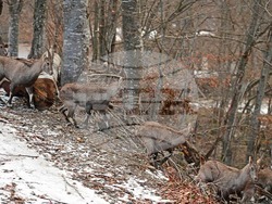 Снимка: Южноцентрално държавно предприятие – Смолян