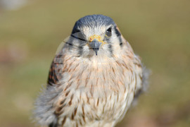 Разград - "Соколарска надпревара"