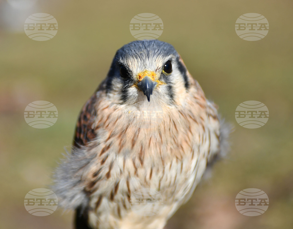 Разград - "Соколарска надпревара"