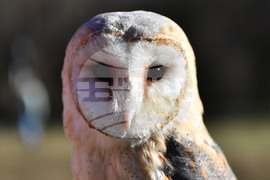 Разград - "Соколарска надпревара"