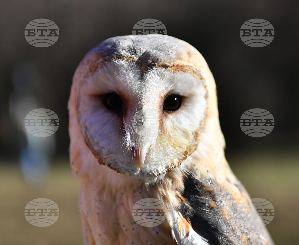 Разград - "Соколарска надпревара"