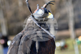 Разград - "Соколарска надпревара"