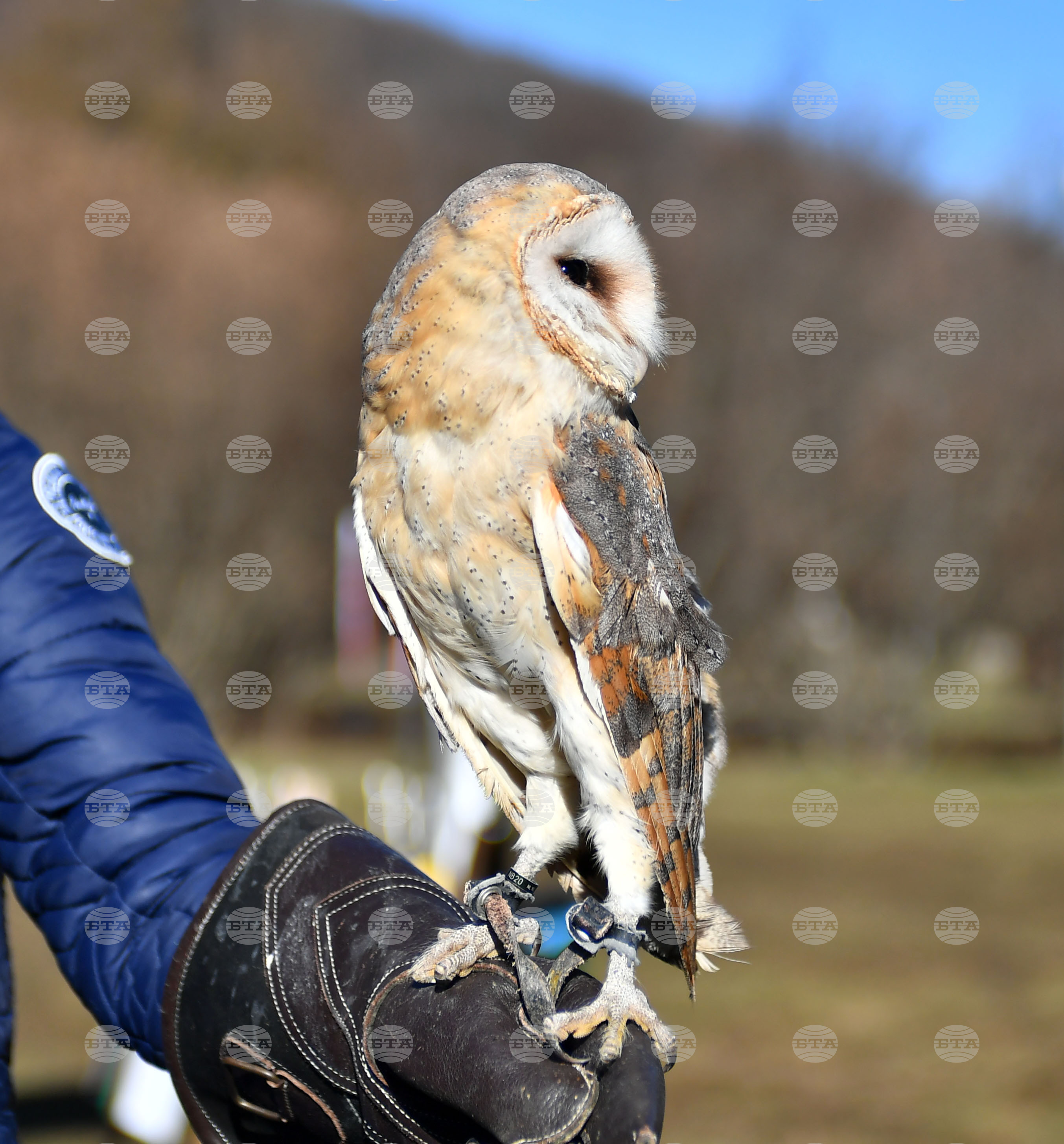 Разград - "Соколарска надпревара"