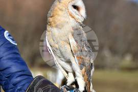 Разград - "Соколарска надпревара"