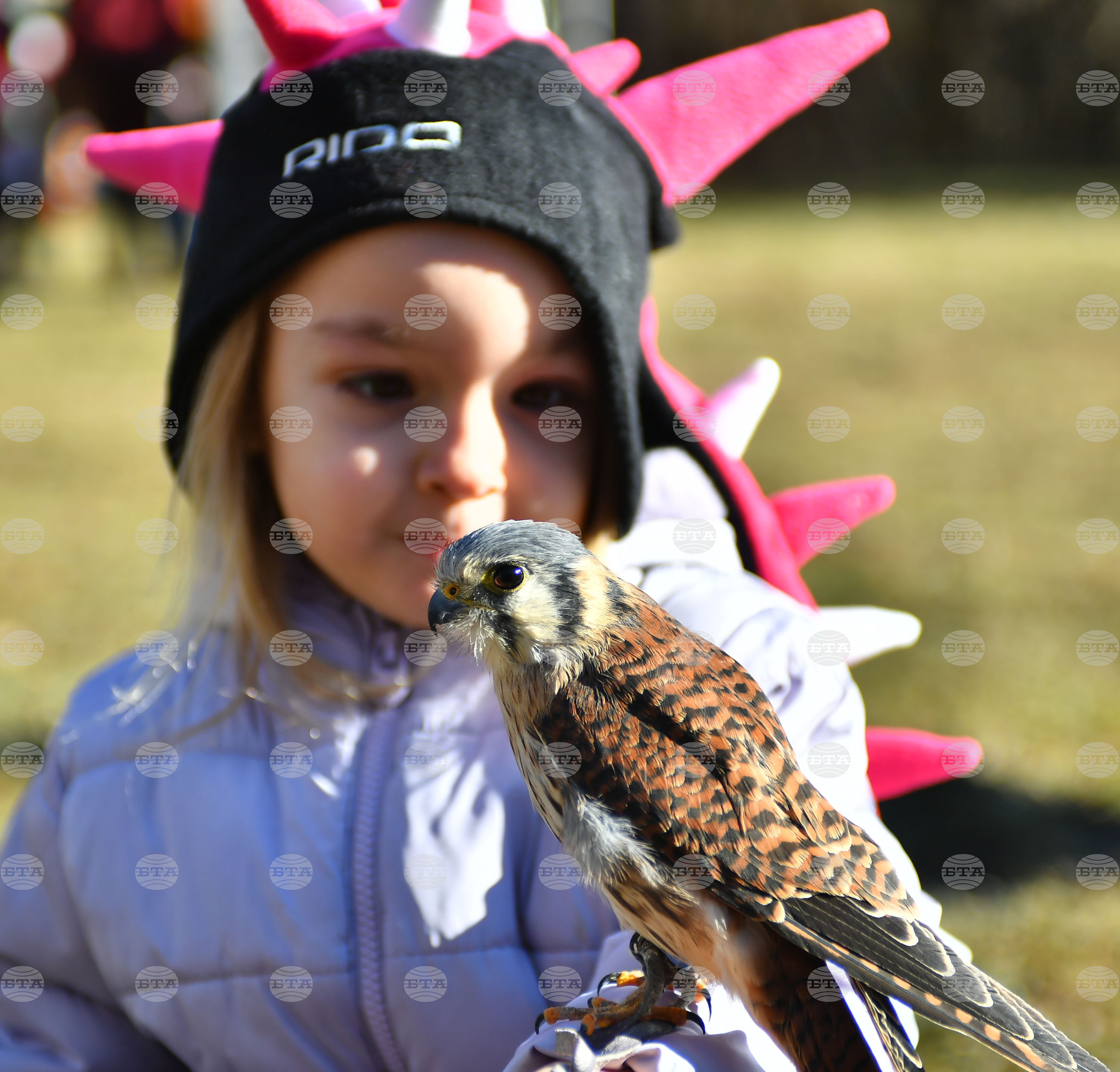 Разград - "Соколарска надпревара"