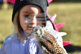 Разград - "Соколарска надпревара"