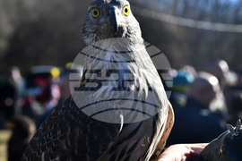Разград - "Соколарска надпревара"