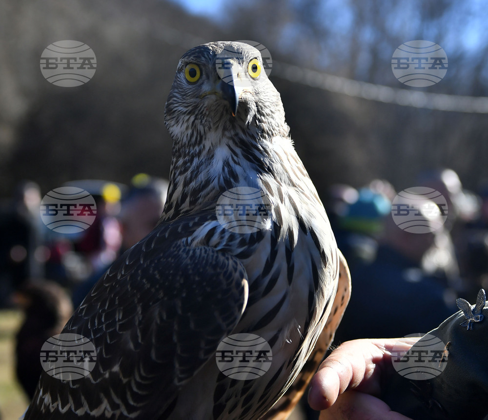 Разград - "Соколарска надпревара"