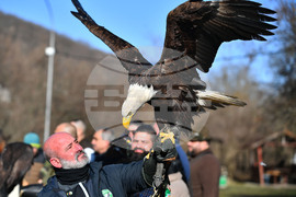 Разград - "Соколарска надпревара"