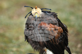 Разград - "Соколарска надпревара"
