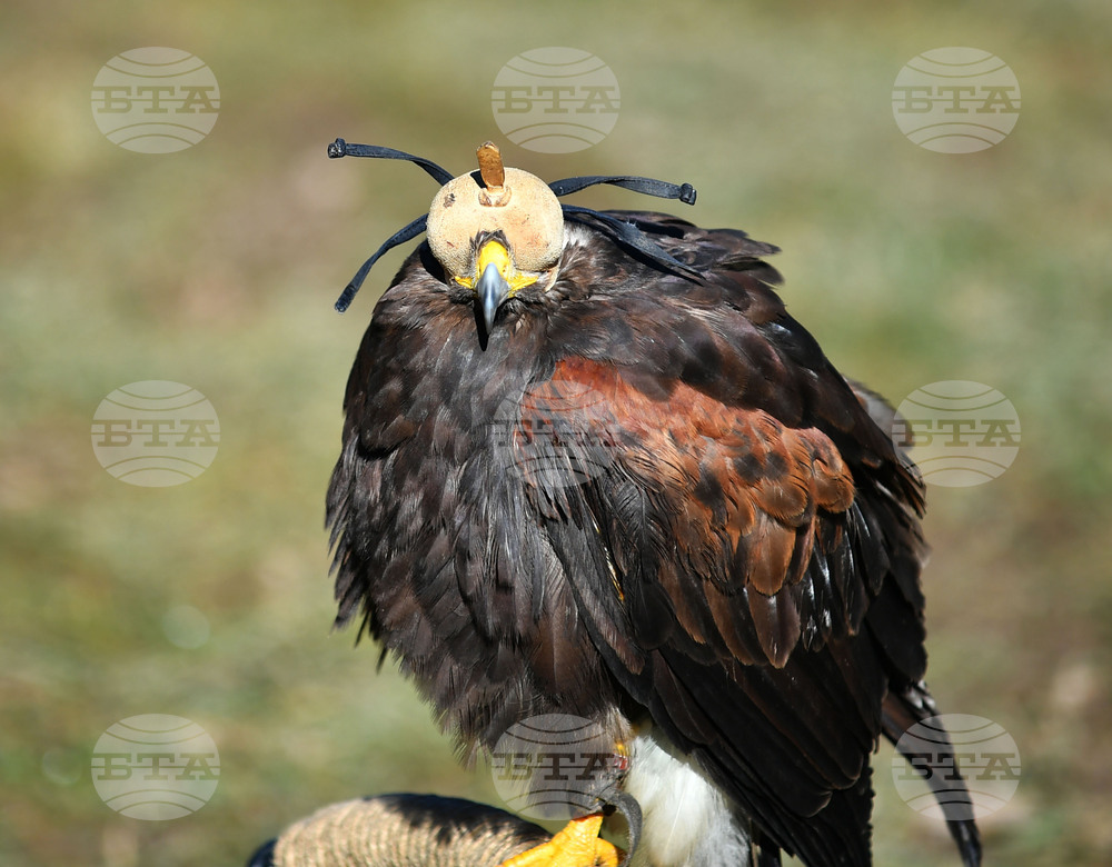 Разград - "Соколарска надпревара"