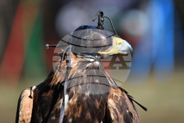 Разград - "Соколарска надпревара"