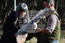 Разград - "Соколарска надпревара"