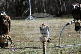 Разград - "Соколарска надпревара"