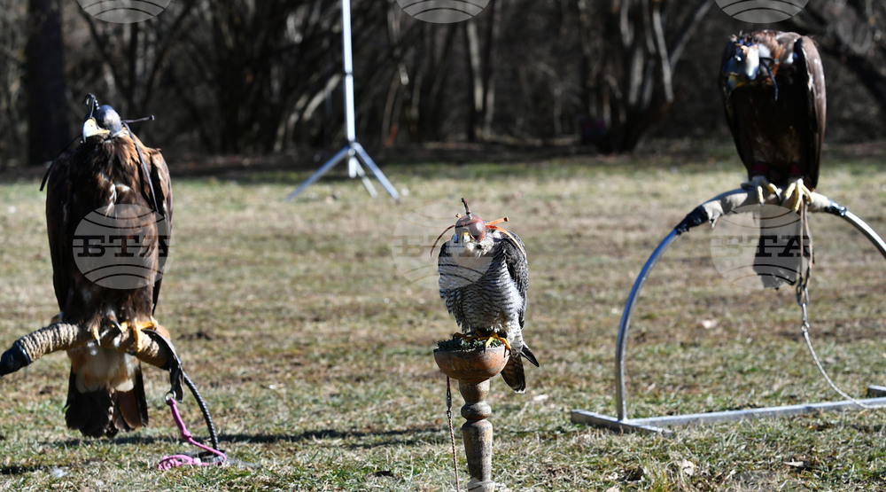 Разград - "Соколарска надпревара"