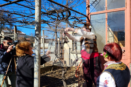 Село Доспей - Трифон Зарезан