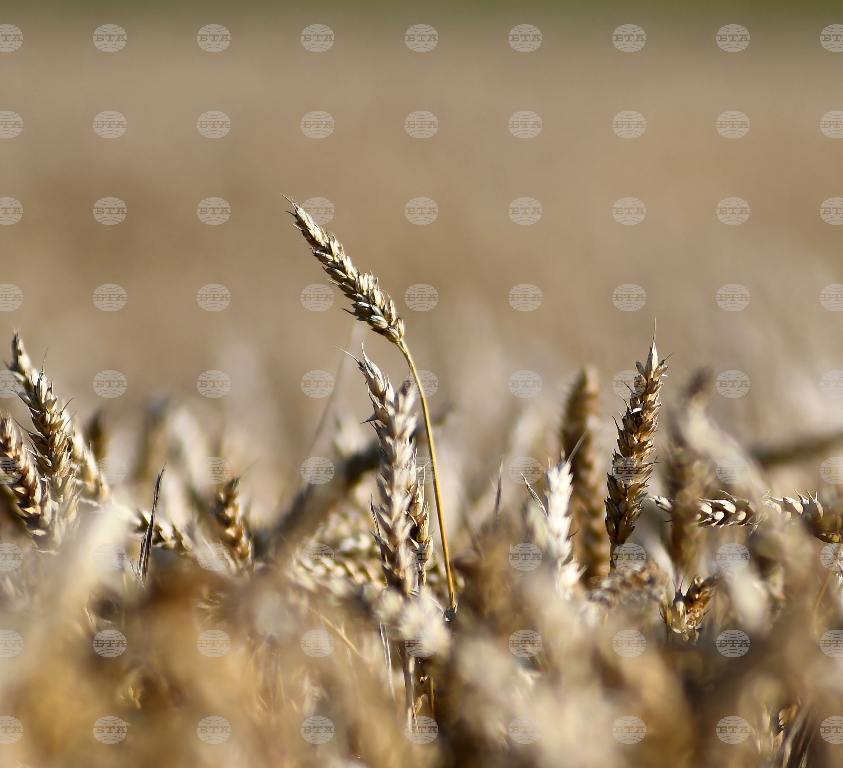 Разград - жътвена кампания