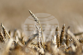 Разград - жътвена кампания