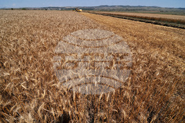 Бургас - жътвена кампания