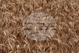 Бургас - жътвена кампания