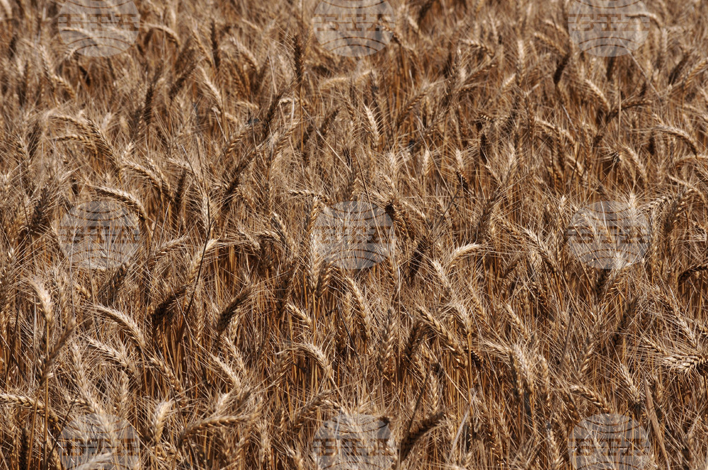 Бургас - жътвена кампания