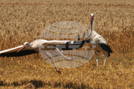 Бургас - жътвена кампания