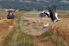 Бургас - жътвена кампания