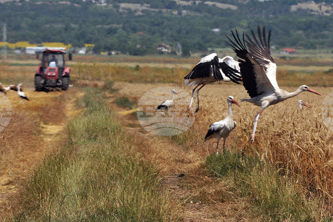 Бургас - жътвена кампания