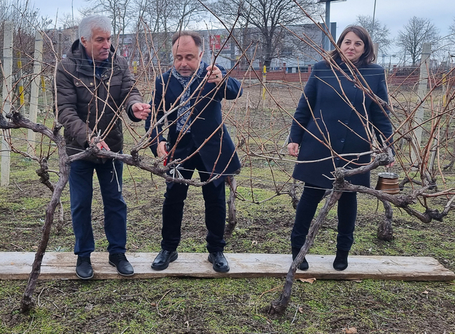 Bulgarian Scientists Develop Grape Vine Varieties with Enhanced Resilience