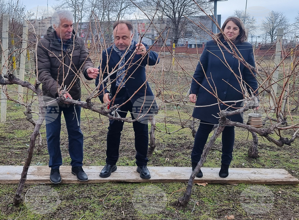 Варна - Технически университет - лозя - зарязване