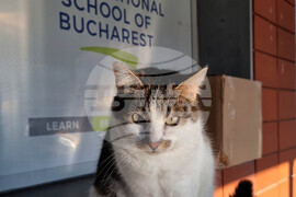 Румъния - Българчета учат в Международното училище в Букурещ