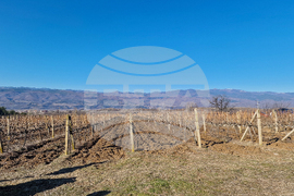 Струмяни - празник на боговете на виното