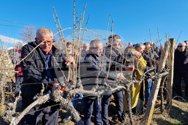 Струмяни - празник на боговете на виното