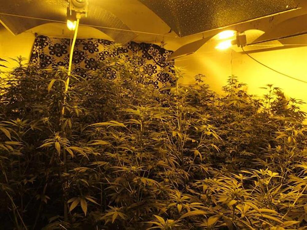 Оборудвана наркооранжерия в Годеч е разкрита при спецакция на ГДБОП и РУ-Костинброд