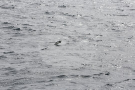 Остров Дисепшън - изоставена китоловна база - посещение