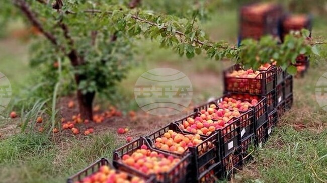 Fruit and Vegetable Branch Chamber Chair Petrov: Bulgaria Lacks Consistent Fruit-Growing Policy