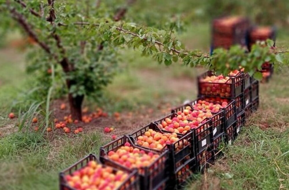 As Apricots Harvesting Season Starts in NE Bulgaria, Producers Complain of Low Purchase Prices, Shrinking Demand and Foreign Competition