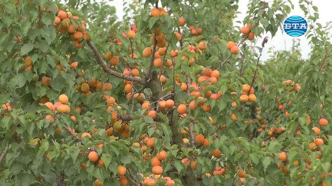 В Силистренско започна прибирането на кайсиите, производителите се оплакват от ниски изкупни цени
