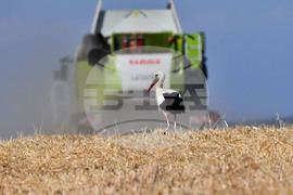 Село Лудогорци - щъркел