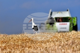 Село Лудогорци - щъркел