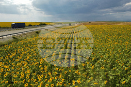 Село Плодовитово - слънчогледова нива
