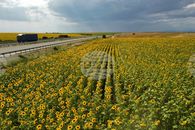 Село Плодовитово - слънчогледова нива