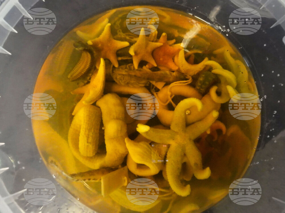 Остров Ливингстън  - морски видове