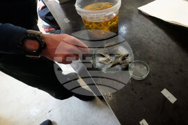 Остров Ливингстън  - морски видове