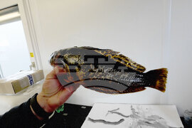 Остров Ливингстън  - морски видове