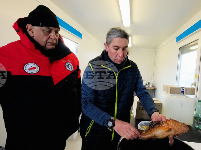 Остров Ливингстън - Тихомир Стефанов - морски видове