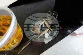 Остров Ливингстън  - морски видове